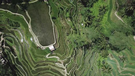 Terraza-De-Campo-De-Arroz-Asiático-En-La-Ladera-De-La-Montaña,-Exuberante-Tierra-Agrícola