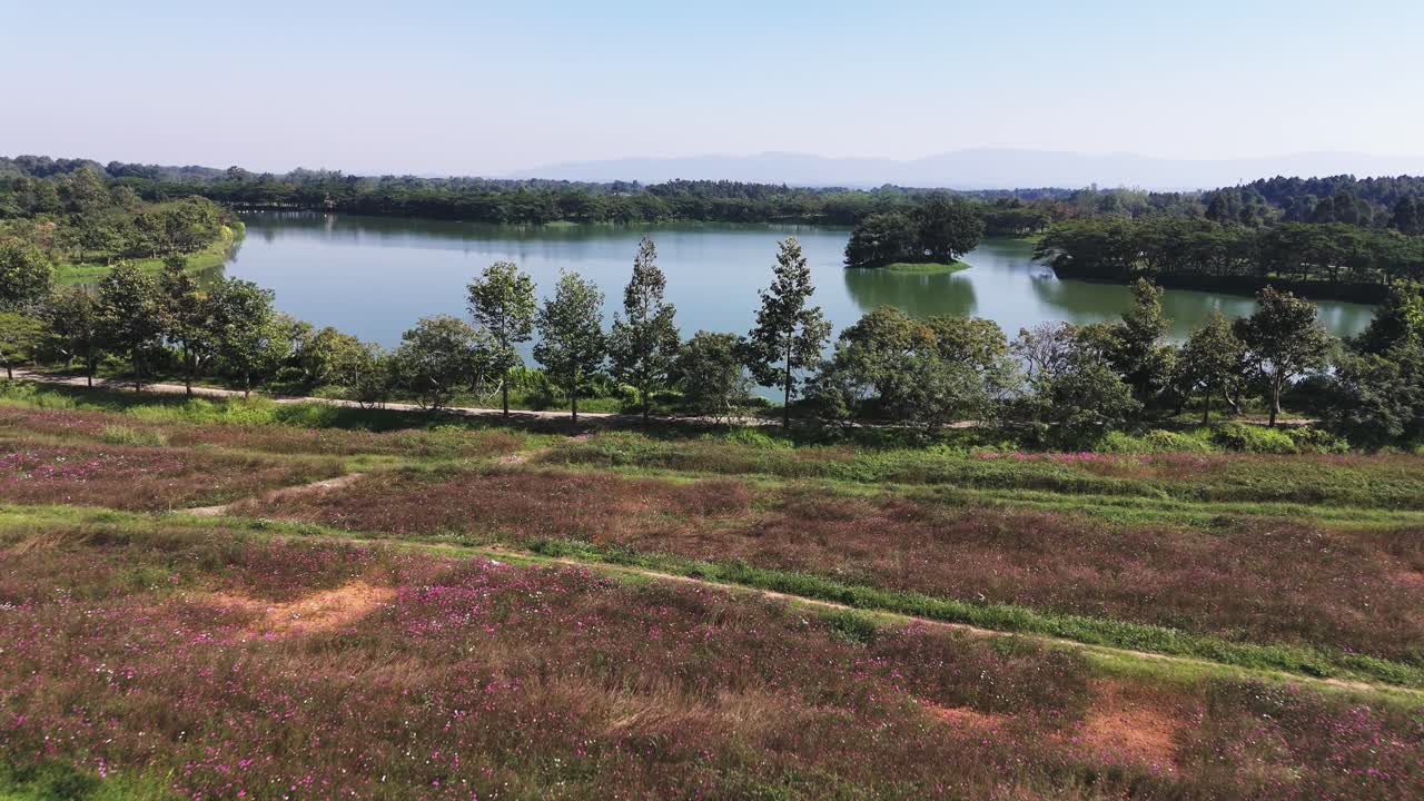 Parco Singha, sorvolo di un campo fiorito fino al Lago dei Cigni del Parco Singha.