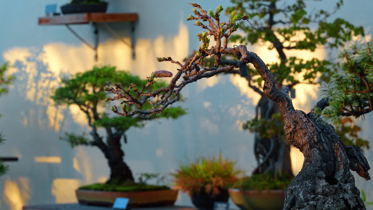 ficus ginseng bonsai formen Ficus Ginseng – Elegant Bonsai-Style Houseplant main image 0