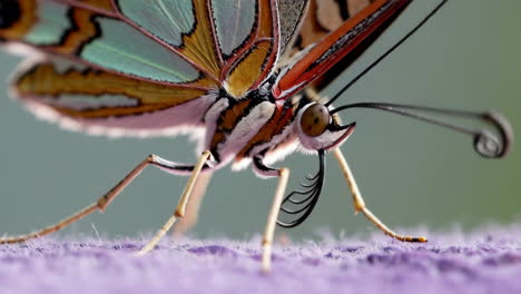 close-up of a colorful butterfly
