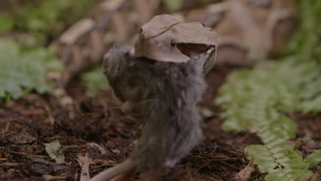 gaboon viper striking his prey slow motion