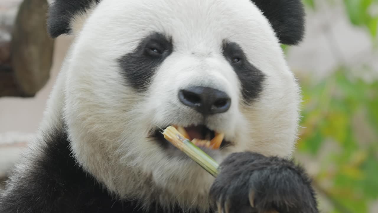 el panda gigante (ailuropoda melanoleuca) también conocido como el oso panda o simplemente el panda, es un oso nativo del sur de china central.