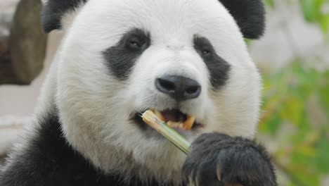 giant panda (ailuropoda melanoleuca) also known as the panda bear or simply the panda, is a bear native to south central china.