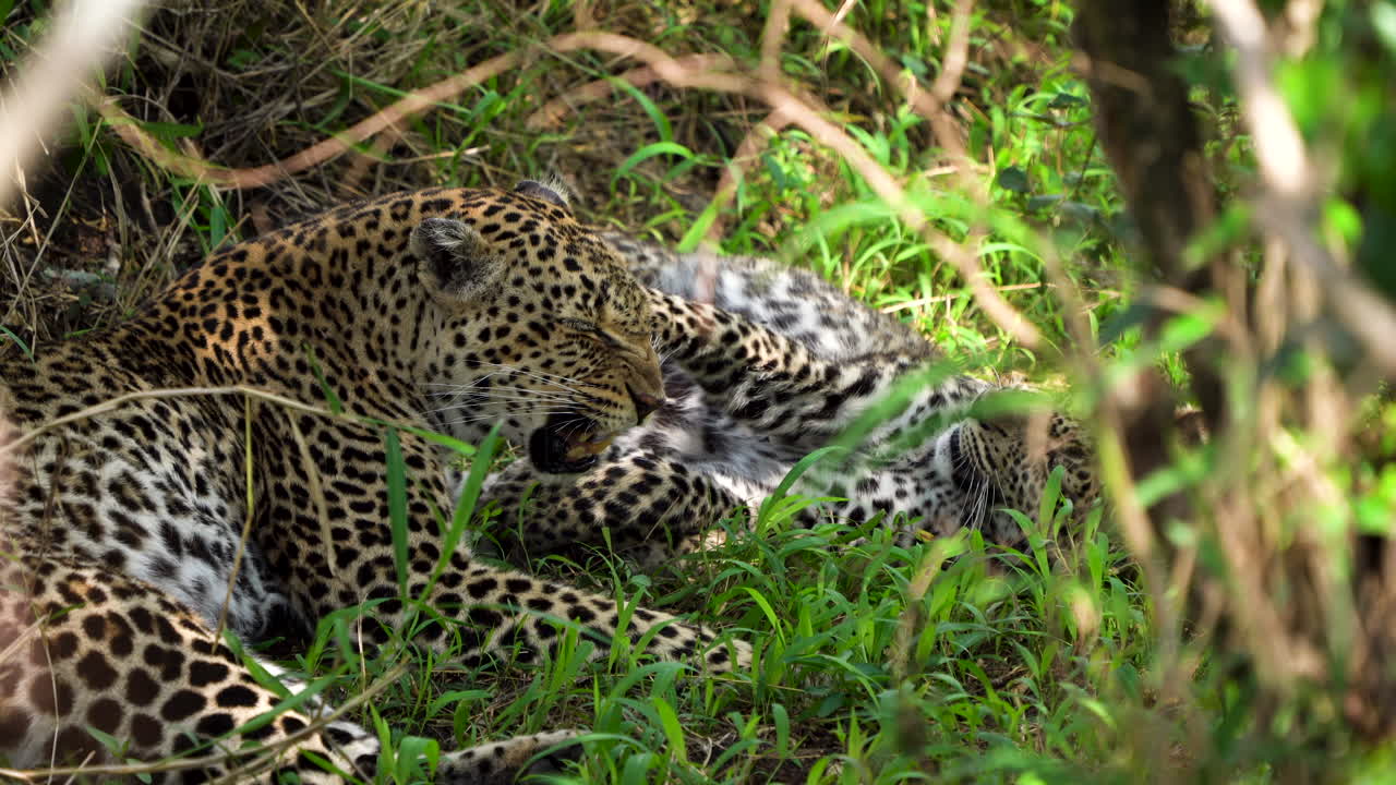 dos leopardos tumbados a la sombra interactuando juguetonamente, arbusto africano, cerca