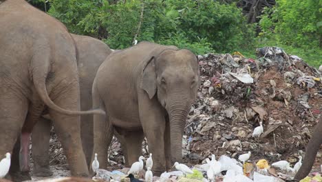 Group-of-elephants-eating-garbage-together-with-white-birds-around-them