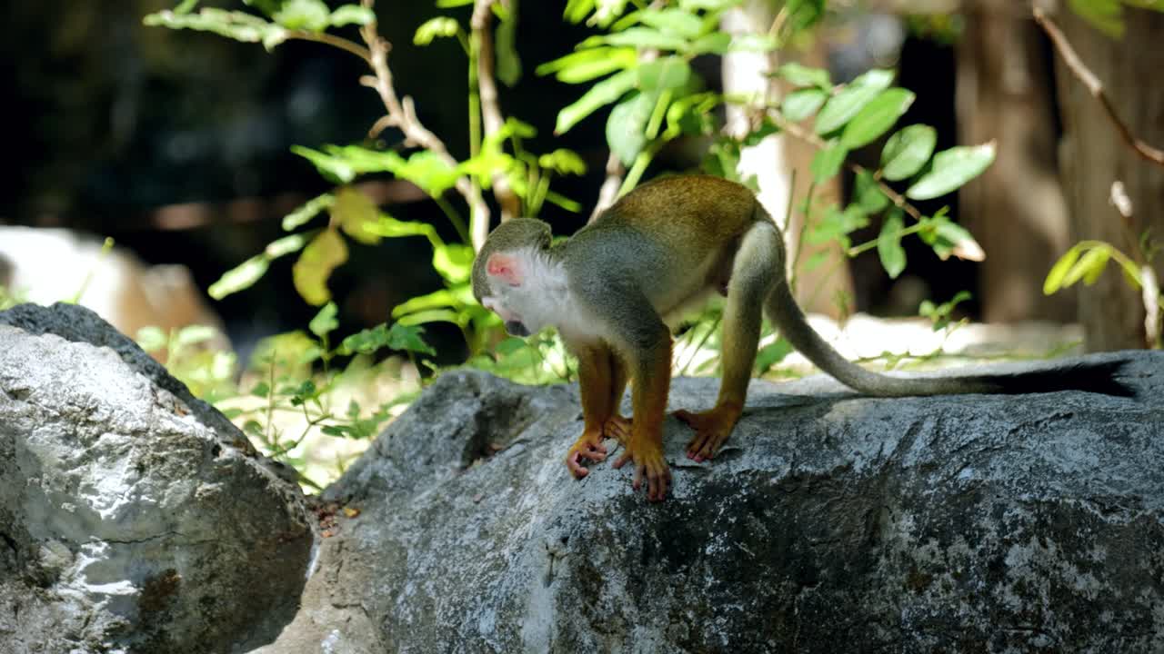 Close-Up of Squirrel Monkeys in a Tropical Rainforest Jungle