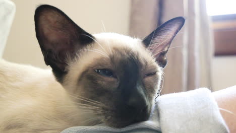 gatito cansado que se queda dormido lentamente en el regazo de una mujer