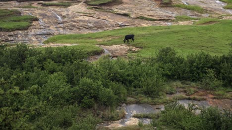 Domestic-cow-grazes-green-grass-on-pasture-near-sandstone-outcrop