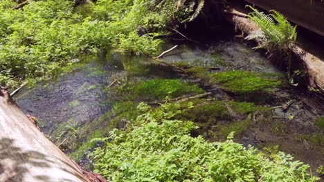 Tiro-En-ángulo-Hacia-Abajo-De-La-Hierba-Del-Río-Balanceándose-Con-Las-Corrientes-Del-Claro-Arroyo-De-La-Selva-Tropical.