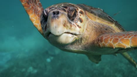 Tortuga-Boba-Grande-Mirando-A-La-Cámara-Océano-Caribe-Azul