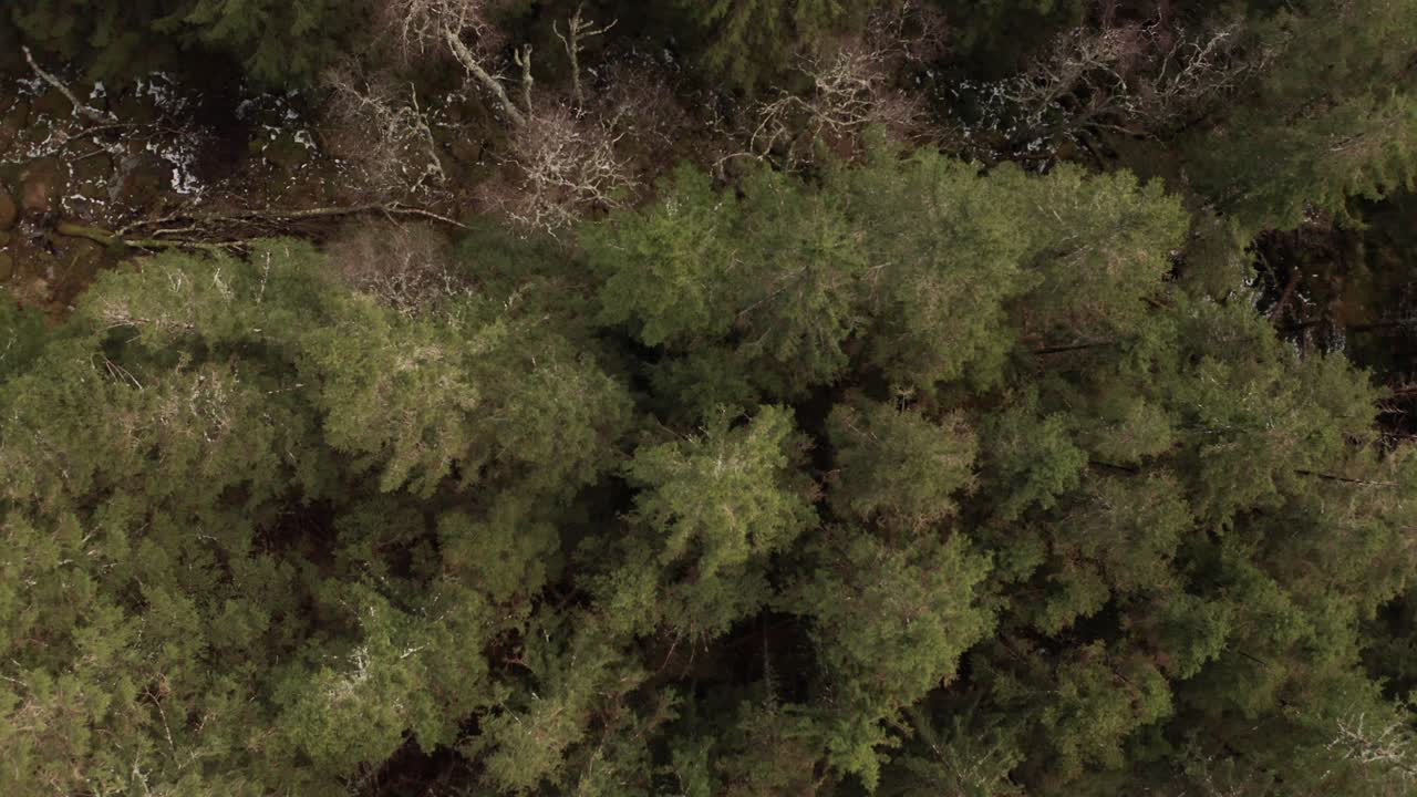 Descending down towards freen pine trees - Aerial shot