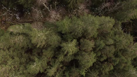 Descendiendo-Hacia-Los-Pinos-Freen---Toma-Aérea