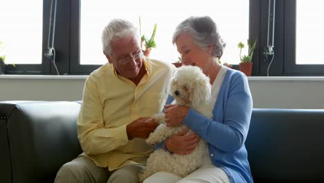 senior couple pampering dog