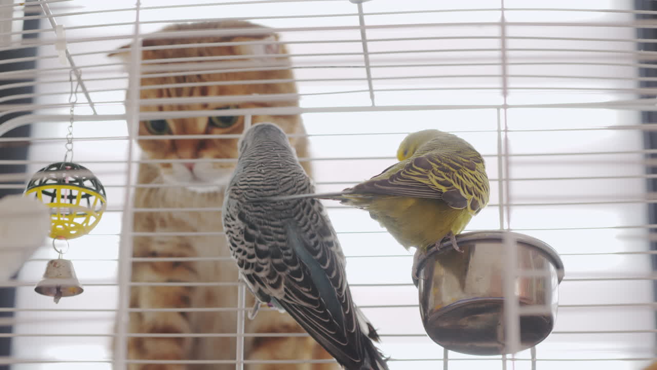 gato y loros en una jaula