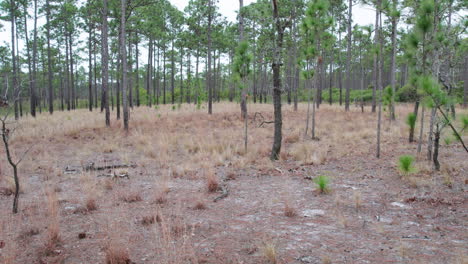 drone shot flying through a longleaf pine forest at eye level in the winter