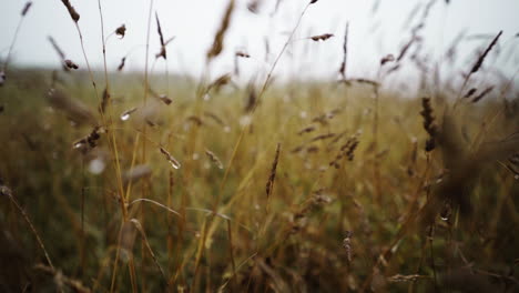 Campos-De-Cultivo-De-Arroz-Húmedo-Post-Lluvia-Monzónica-Asturias-España