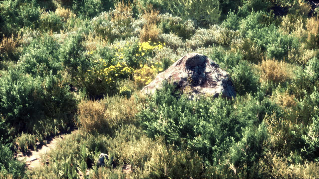 осенние сухие травы и камни