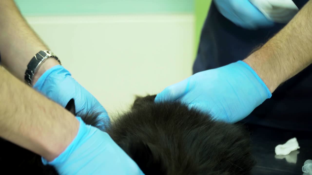 el veterinario examina al gato