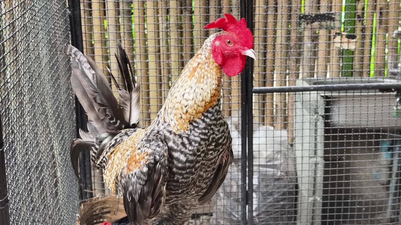 gallo en una jaula