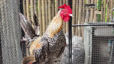 rooster in a cage