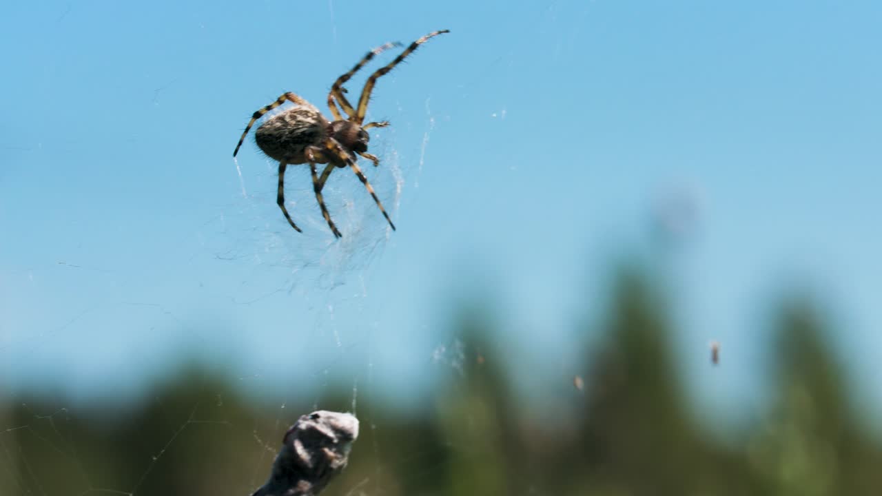 araña en una telaraña contra un cielo azul