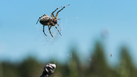 spinne auf einem netz gegen einen blauen himmel