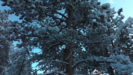 snow valley deep snowy close up forest trees evergreen meadows conifer colorado aerial drone sunset blue hour winter cold frozen december north turkey creek rocky mountain town circle right