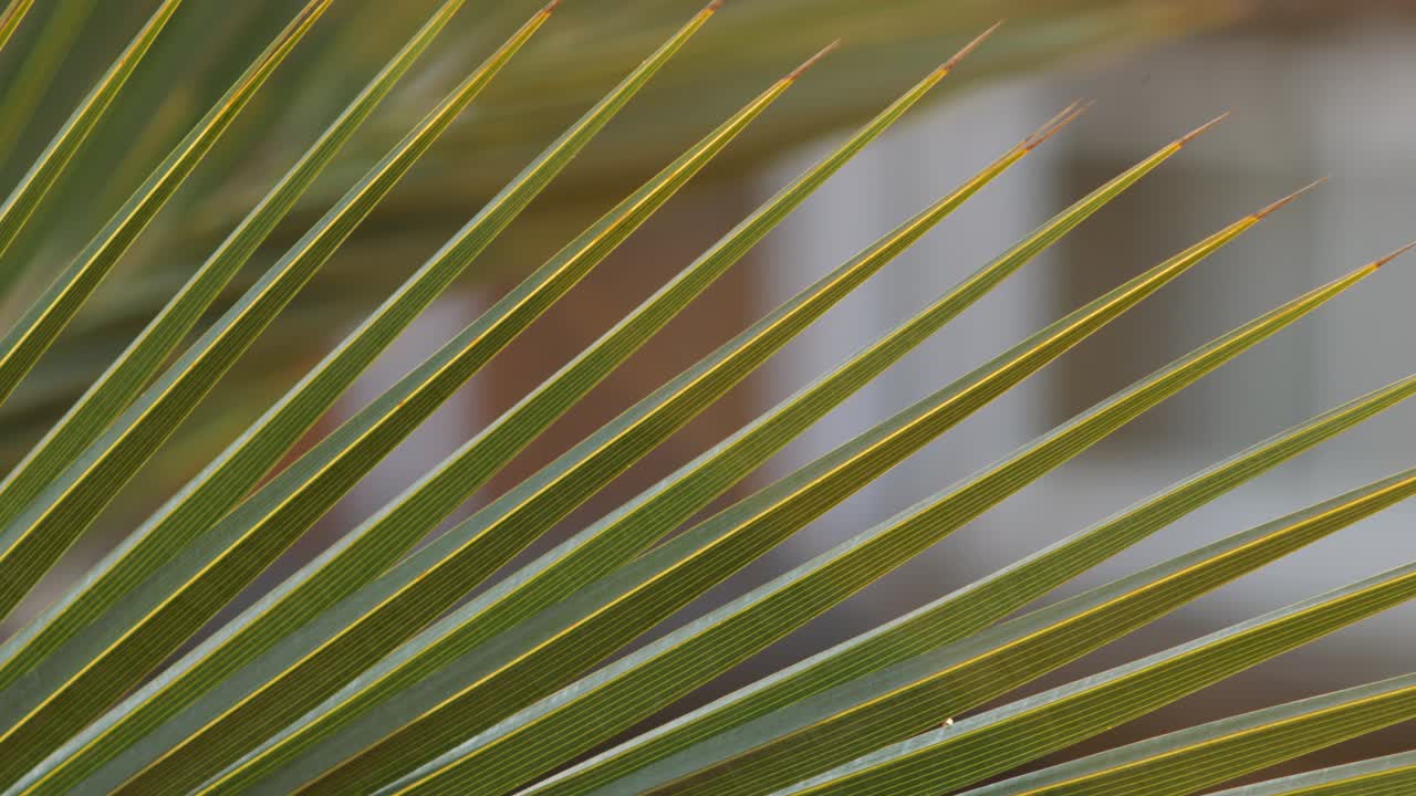 hojas grandes de la palma en marmaris