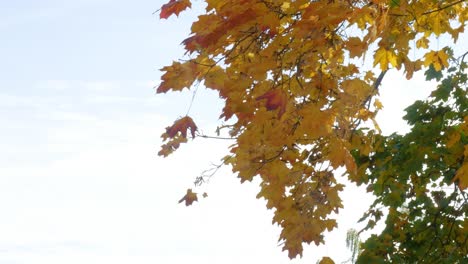 strong wind blowing golden maple tree leaves out of branches, static shot