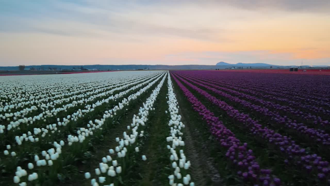 vuelo lateral sobre el colorido lecho de flores de tulipán en el valle de skagit durante la puesta de sol - flores en flor en la temporada de verano