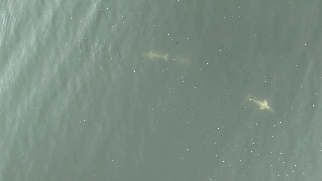 River dolphines in The Balbina Dam in Brazilian amazon rainforest. this was captured with DJI mini 4 Pro, 1920x1080, 60 FPS.