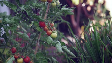 Se-Riegan-Tomates-De-Vid-Rojos,-Jugosos,-Regordetes-Y-De-Cosecha-Propia