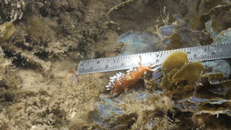 a citizen scientist conducting underwater marine research takes measurements of a vibrant sea slug on a night scuba dive