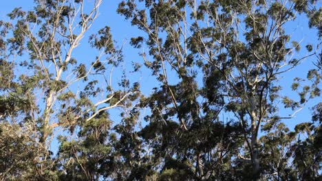 looking up at trees gently moving in the wind