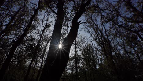 forest canopy sunlight