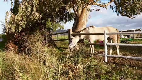 El-Caballo-Blanco-Está-Tirando-Su-Cabeza-A-Través-De-Una-Cerca-De-Madera-Tratando-De-Agarrar-Algo-De-Pasto,-El-Caballo-Encarna-La-Gracia,-La-Fuerza-Y-La-Elegancia-Atemporal.