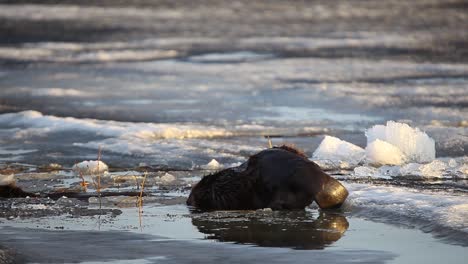 Eurasian-beaver-sitting-on-ice-and-cleaning-himself