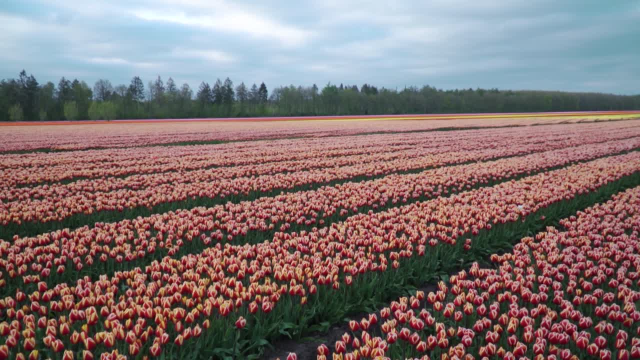 Vastes champs de tulipes ondulants aux Pays-Bas.