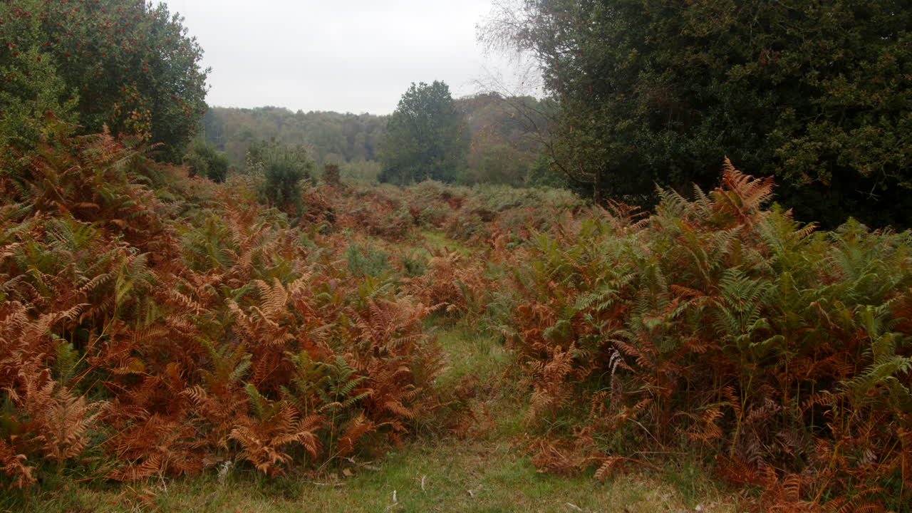 amplio tiro de bracken y helechos muriendo en otoño en el nuevo bosque