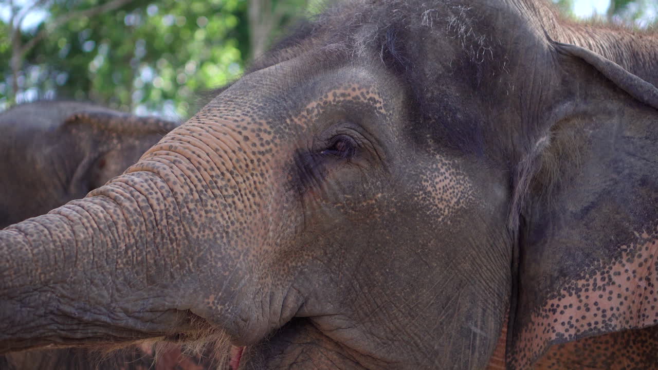 un primer plano de los elefantes asiáticos