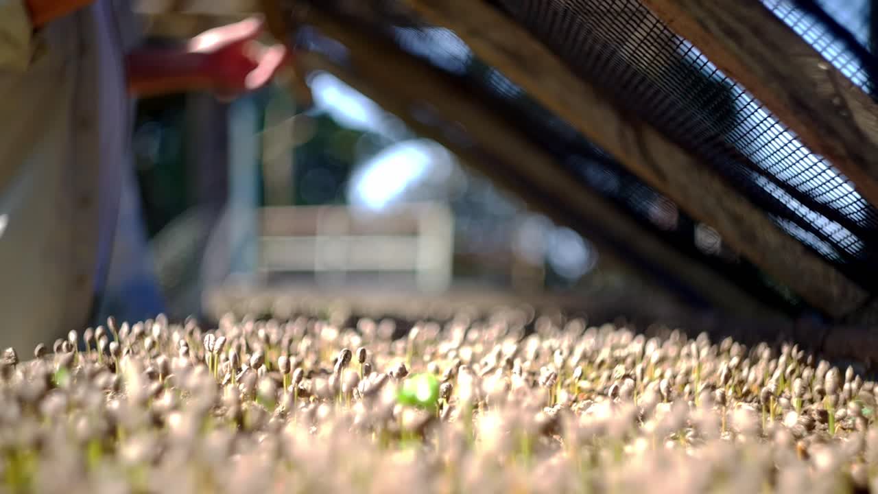 Close up view of a sowing of coffee bean sprouts in a nursery