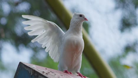 white fantail pigeon flapping its wing