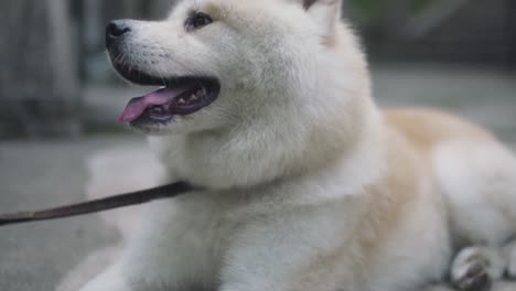 white dog, akita inu resting and panting on the ground at the fushimi inari shrine on a hot summer day in kyoto, japan