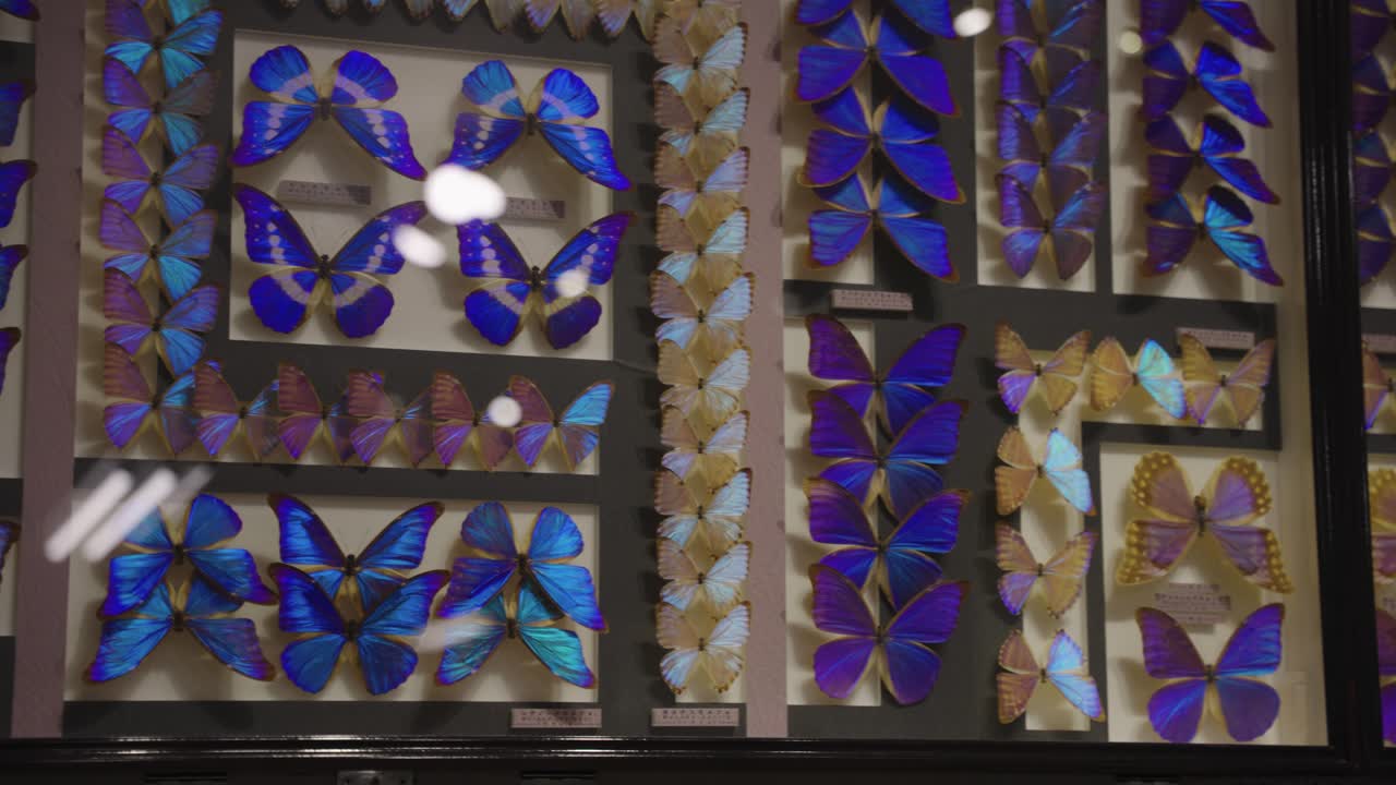 고정된 푸른 나비 및 기타 곤충의 경우