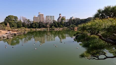 peaceful water scene with ducks and city backdrop