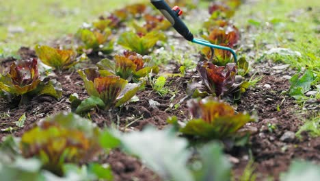 gardener weeds his garden and lettuce