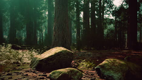 old forest mariposa grove in yosemite national park of california