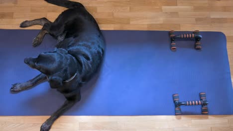 a clip of a senior black labrador as she lays on a yoga mat