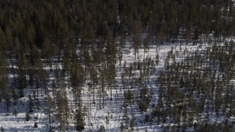 Aerial-view-pan-up-drone-shot-winter-landscape-in-the-northern-parts-of-Sweden