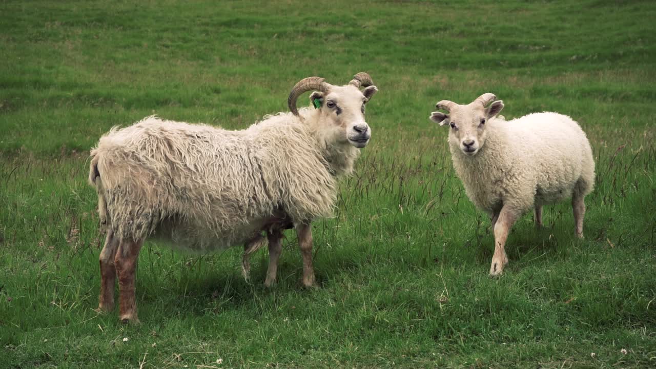 야생에서 어린 양